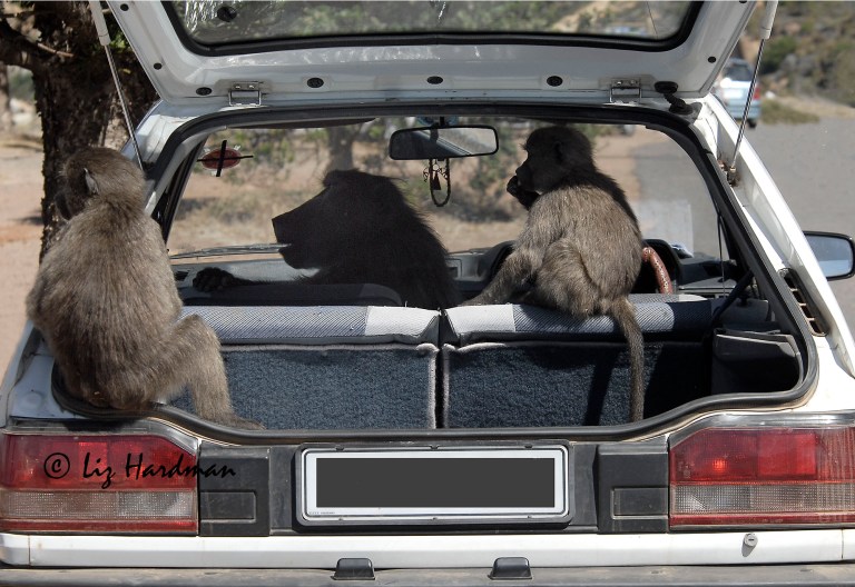 Baboon_Fred_takes_charge