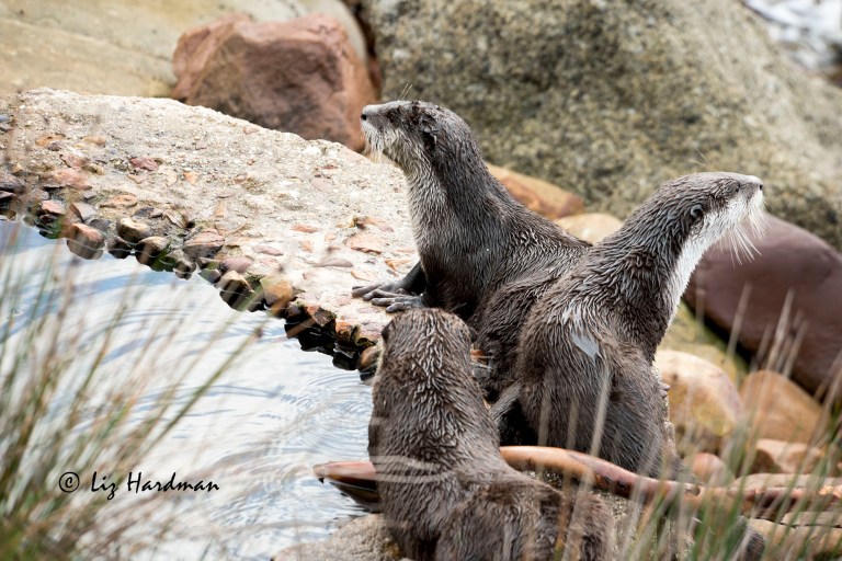 Cape-clawless-otters