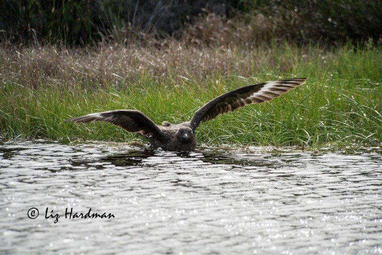 Subantarctic-skua-02