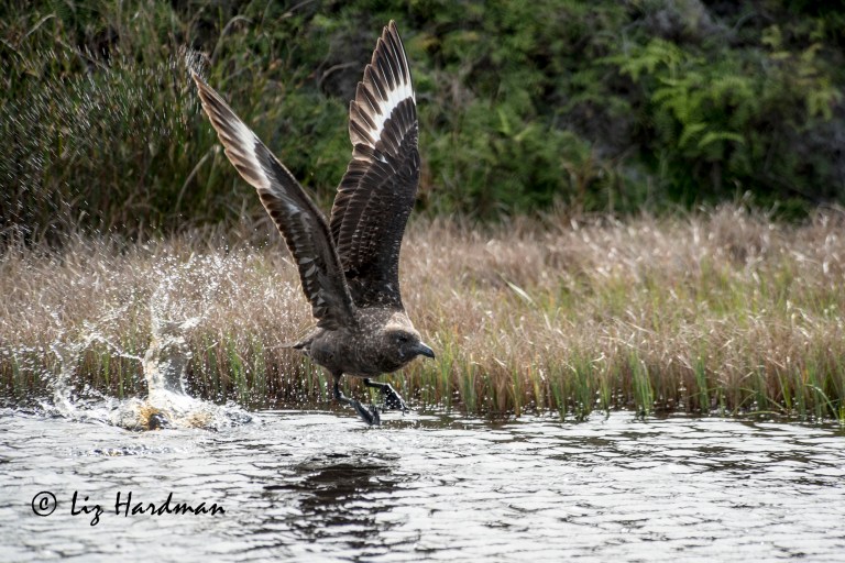Subantarctic-skua-03