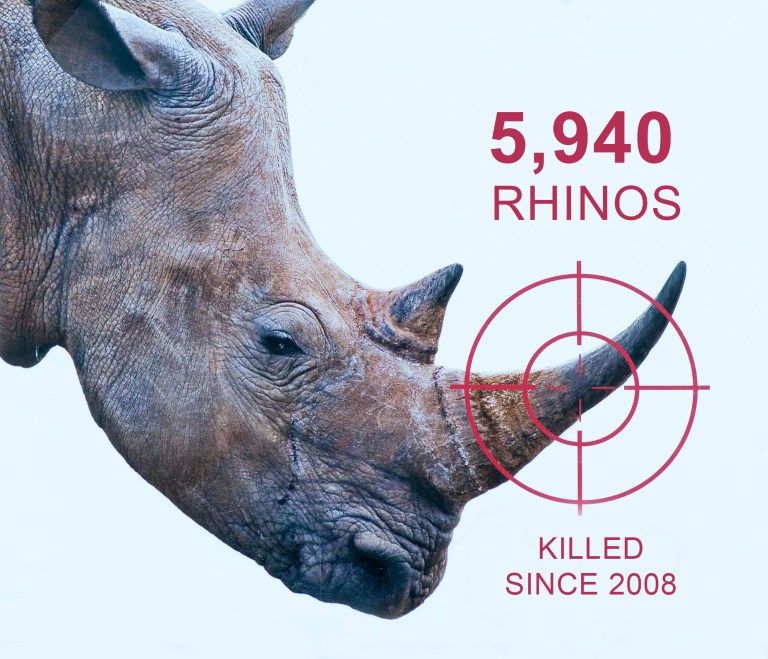 Rhino-poaching-numbers