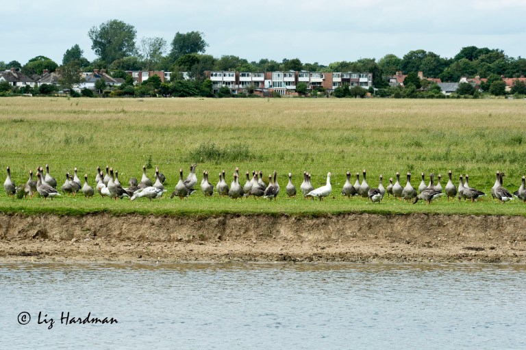 Greylag geese_01