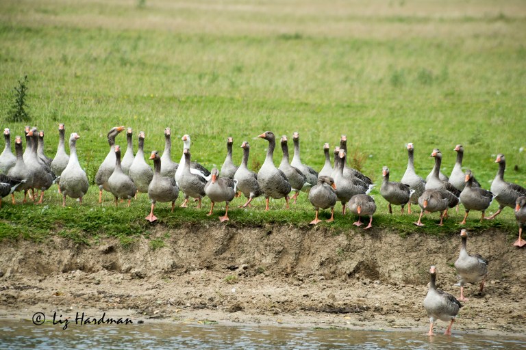 Greylag_geese_02