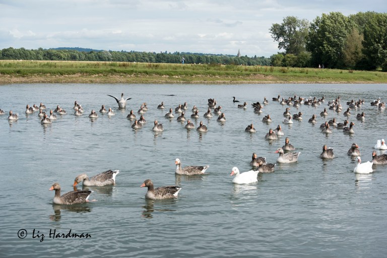 Greylag_geese_mixed_04