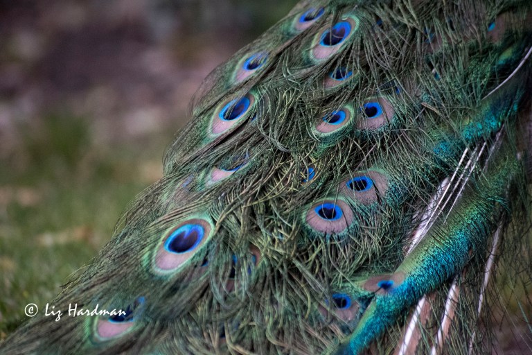 Peacock_close-up-01