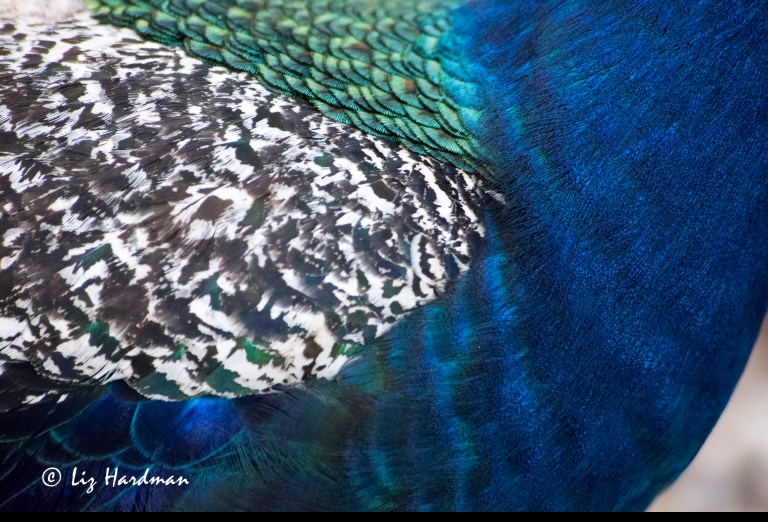 Peacock_close-up_02