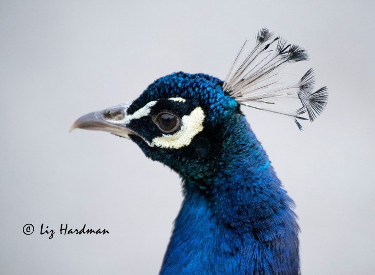 Peacock_close-up_03