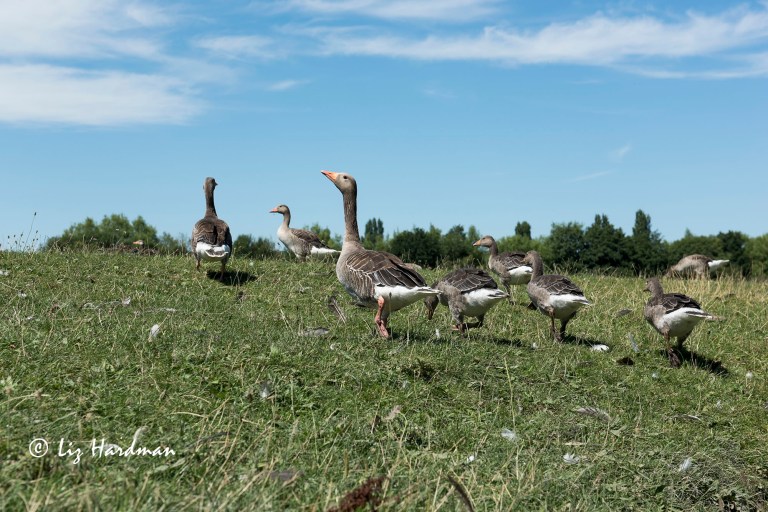 Greylag_family