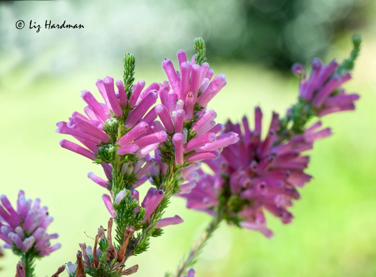 Erica_verticillata_african_phoenix