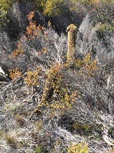African_Puff_Adder_01