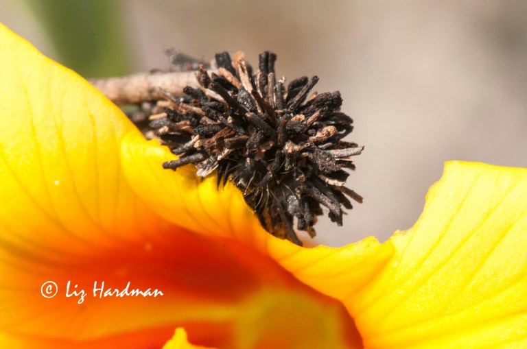 Bagworm_Psychidae_on Moraea_ochroleuca
