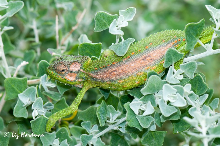 Cape_dwarf_chameleon_Bradypodian_pumilum_02