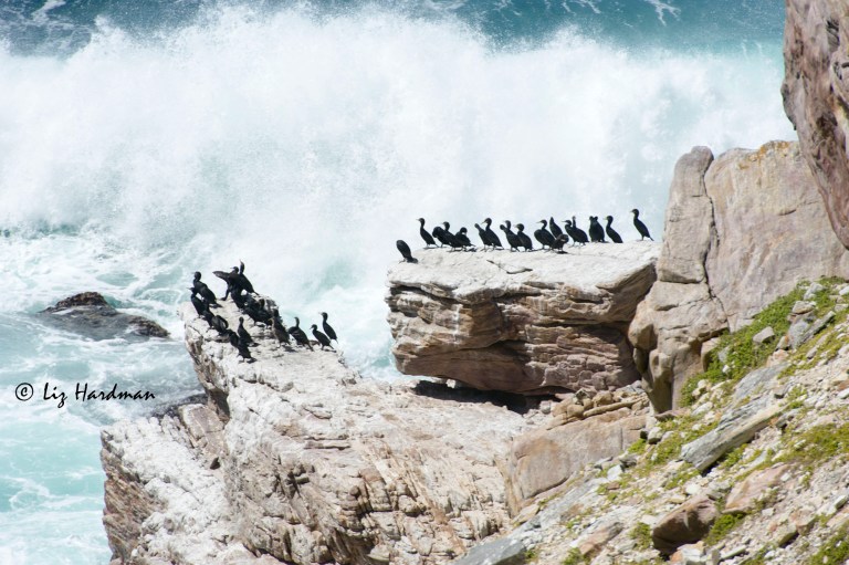 Cormorants_Cape_Point