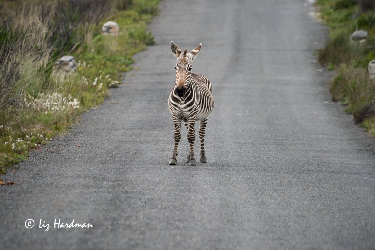 Cape_Mountain_Zebra_stallion