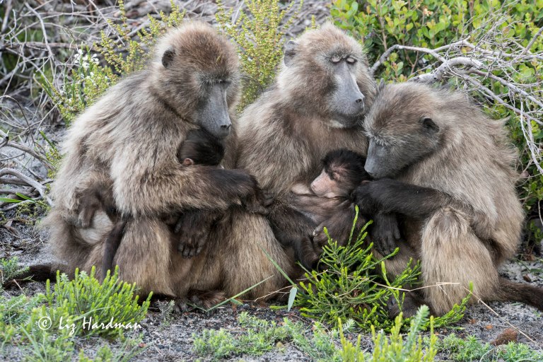 Chacma_baoons_mothers_and babies