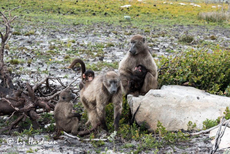 Chacma_baboons_mothers_with babies