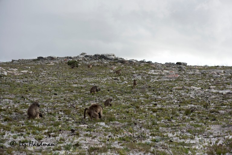 Chacma_baboons_digging_for_bulbs