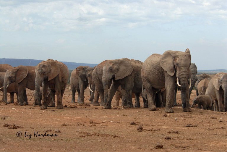 Elephant_Addo_National_Park