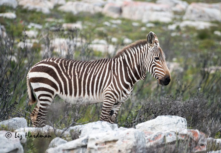 Cape_Mountain_zebra_female