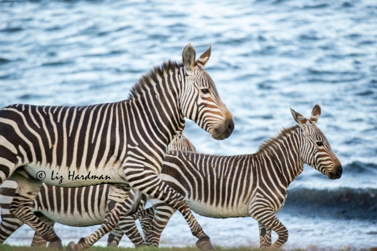 Cape_mountain_zebra_stallion_and_foal
