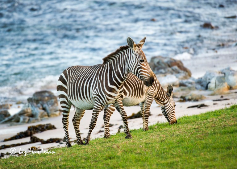 Cape_Mountain_Zebra_Female
