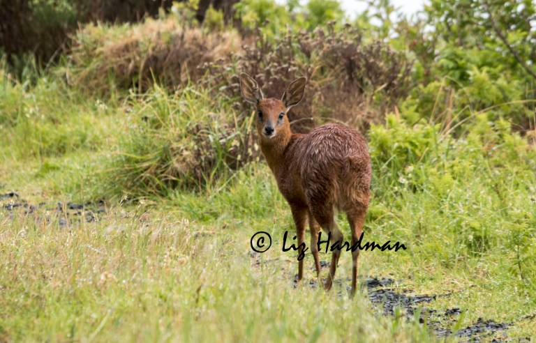 Cape_Grysbok_Raphicerus_melanotis