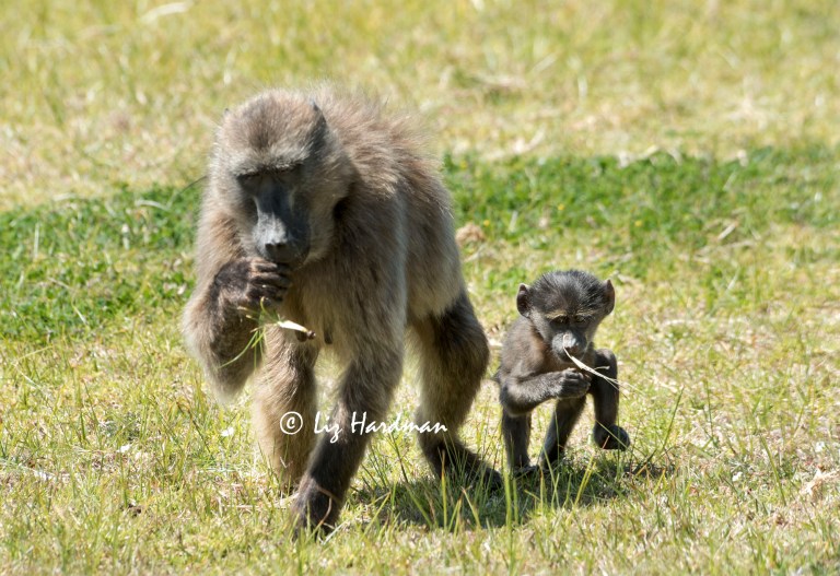 Baby_chacma_baboon_foraging_with _mother