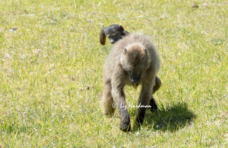 Chacma_baboons_foraging_01