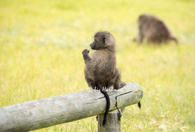 Baby_chacma_baboon_corms_