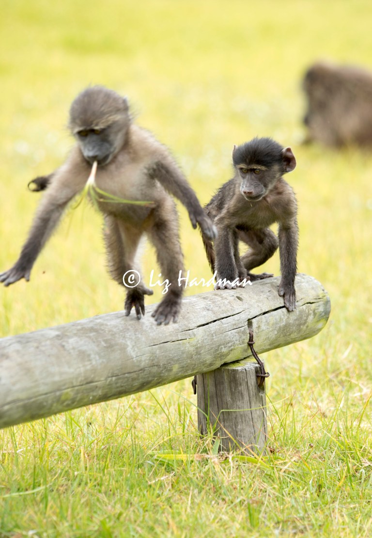 Chacma_baboon_babies_playing_01