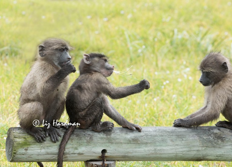 Chacma_baboon_babies__passing_the_corm