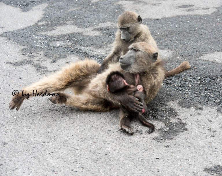 Chacma_baboon_baby