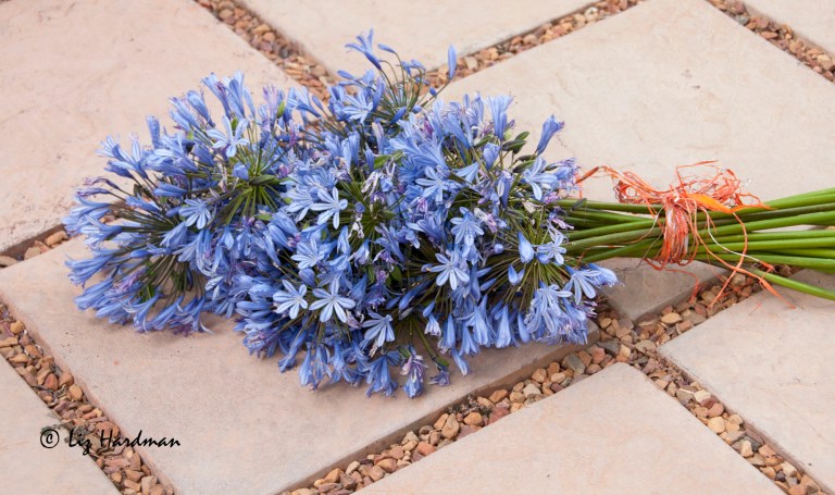Agapanthus_africanus_Bloulelie