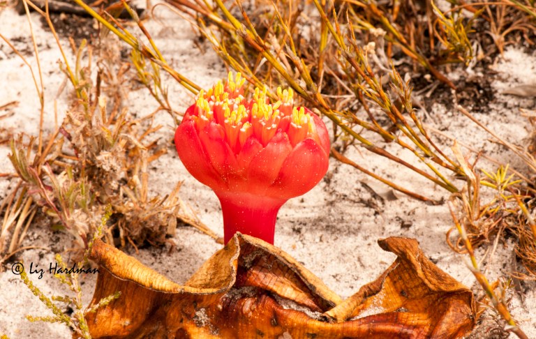 Haemanthus_sanguineus