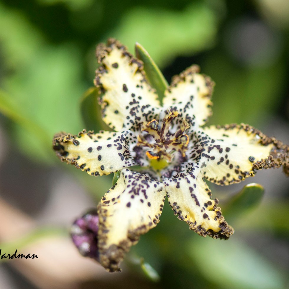 The striking flowers of the spider lily plant have an unusual carrion scent. They grow mostly in deep sands of granite outcrops in the southwestern Cape.