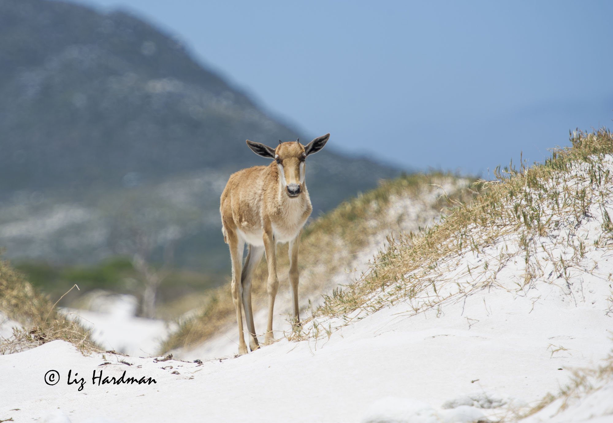 A leggy bontebok calf with short horns at about 3 months old.
