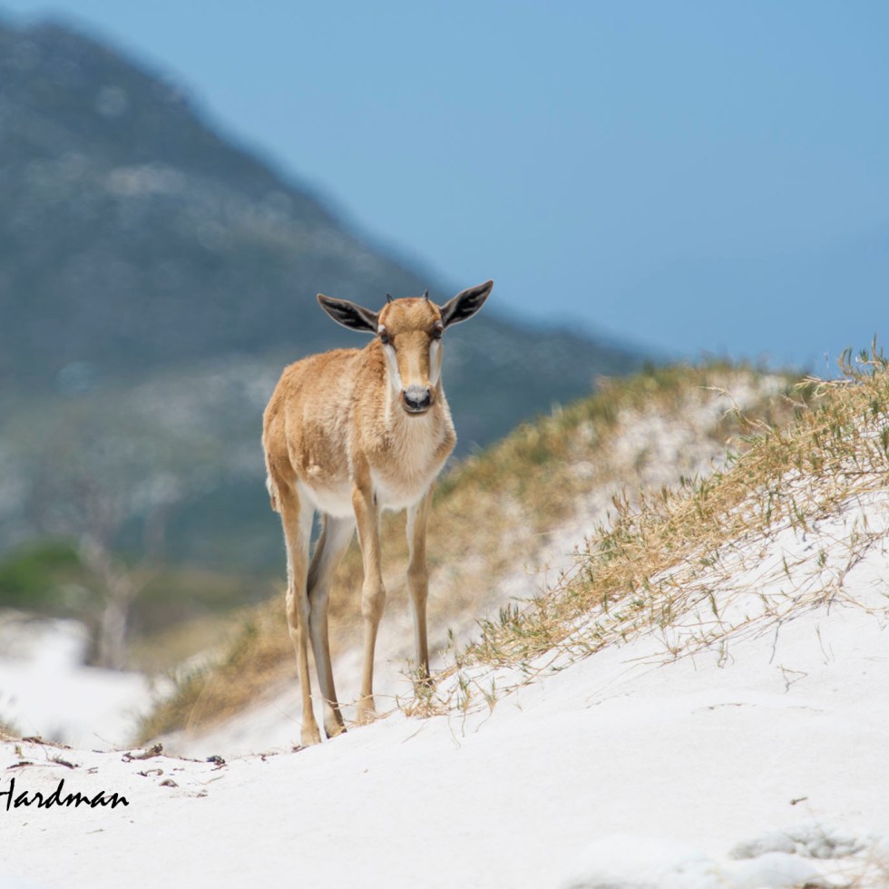 A leggy bontebok calf with short horns at about 3 months old.