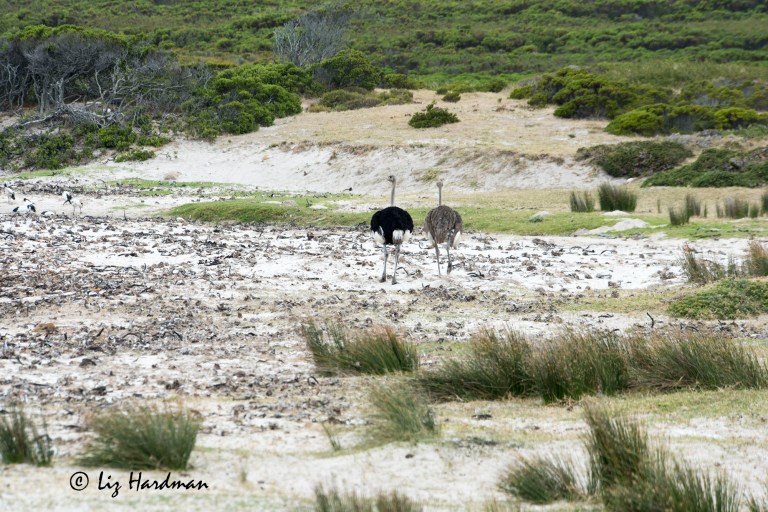 Ostrich males are attired in their dark colours while the females are a dowdy brown.