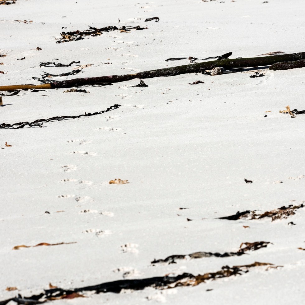 Baboon spoor track across the sandy beach