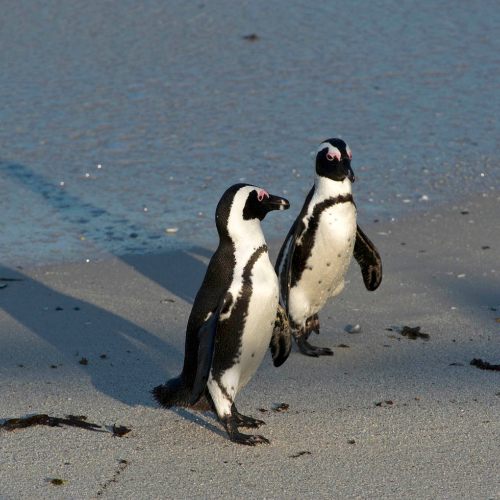The charismatic African penguin - Spheniscus demersus returns from sea_01