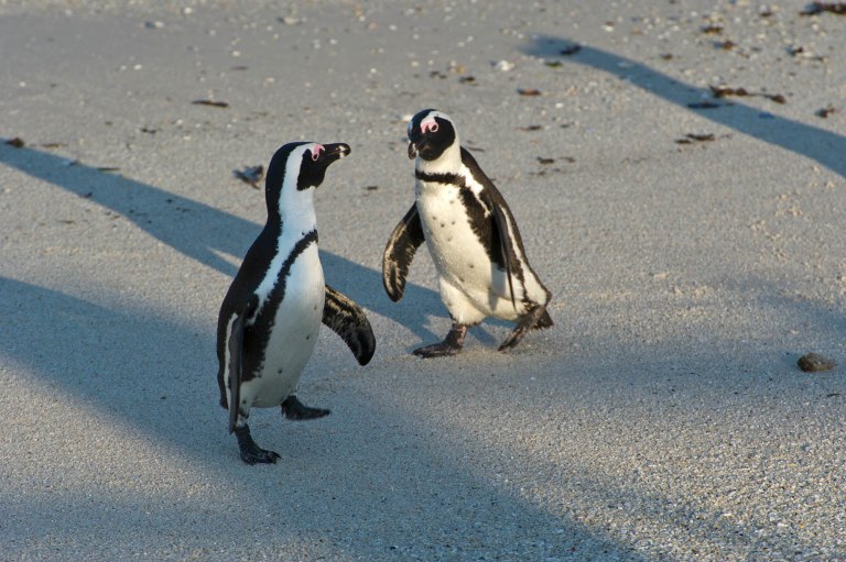 African penguins from the Boulders colony live on the urban edge.