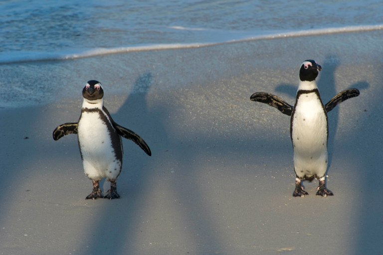 African penguins shadow dancing.