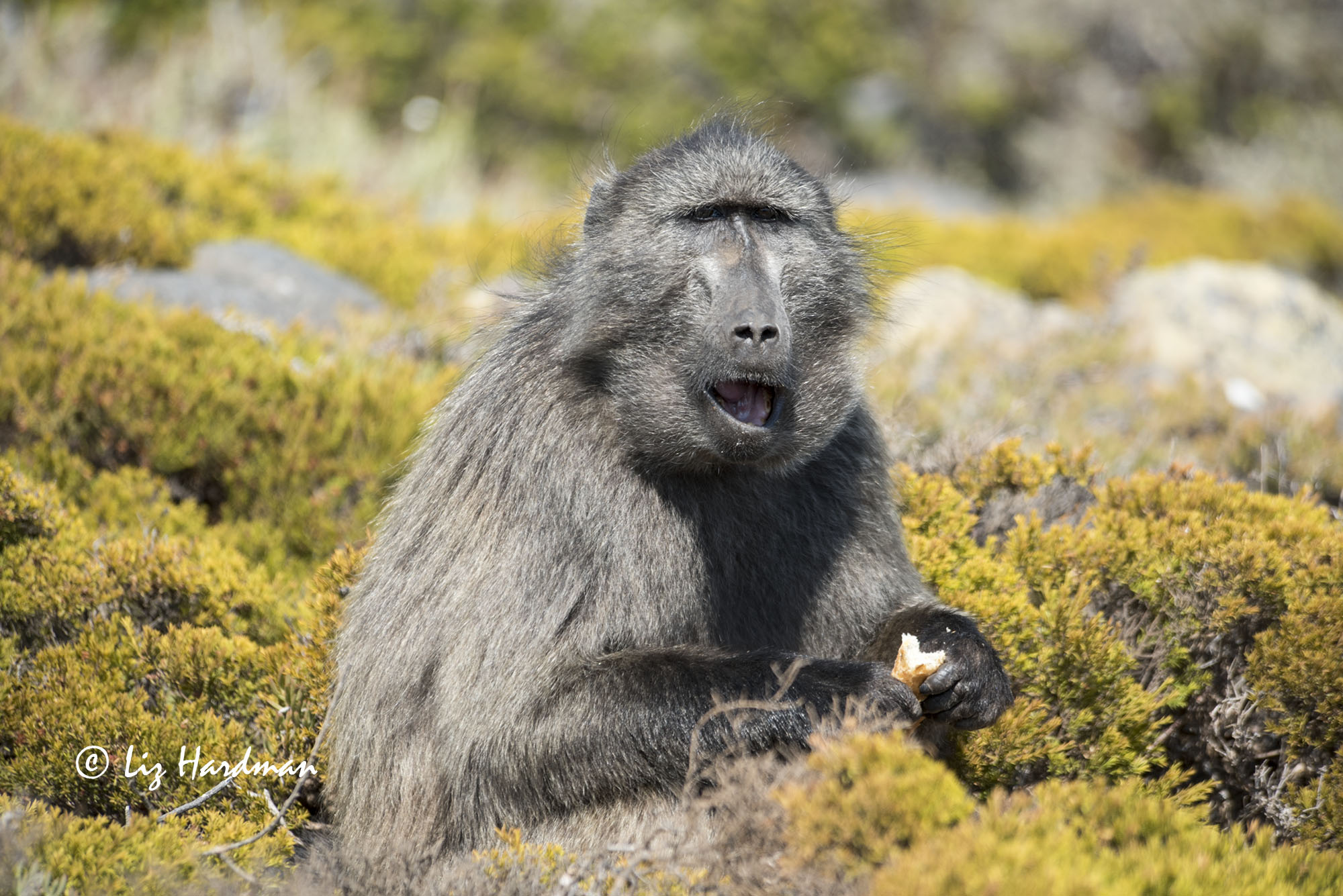 Baboon with the fullest cheek pouches.