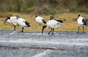 Sacred ibis around the rain puddles
