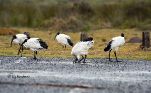 Sacred ibis bill dipping in fresh rainwater