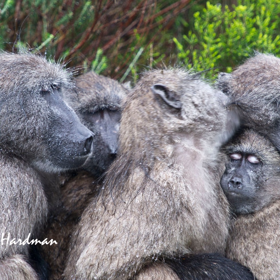 Baboons huddling together to keep warm.