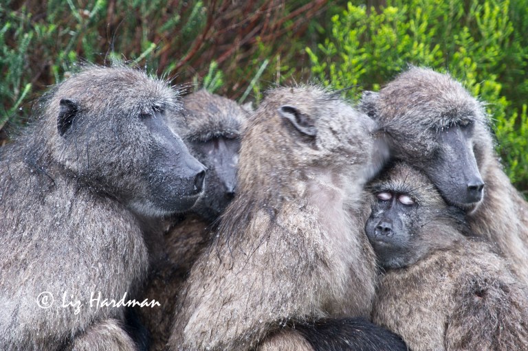 Baboons huddling together to keep warm.