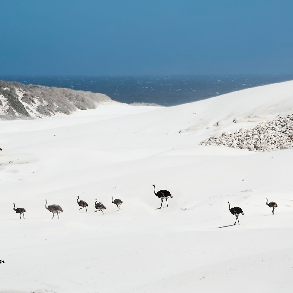 Ostriches crossing a sandy corridor in a gale.