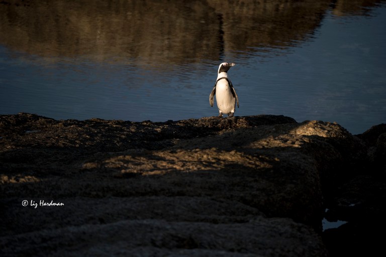 Vulnerable penguin in the early dawn light.