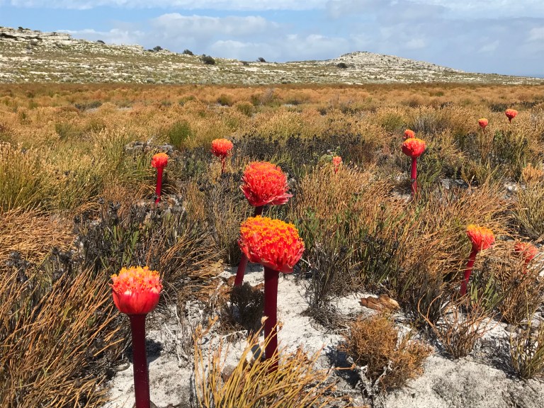 80EE575E-EAC9-4F81-8D20-A00D134AB1BA